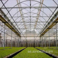 Bärbart jordbruk stålstruktur växthus